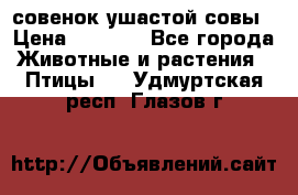 совенок ушастой совы › Цена ­ 5 000 - Все города Животные и растения » Птицы   . Удмуртская респ.,Глазов г.